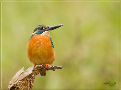Nature_156.jpg