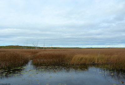 October Marsh