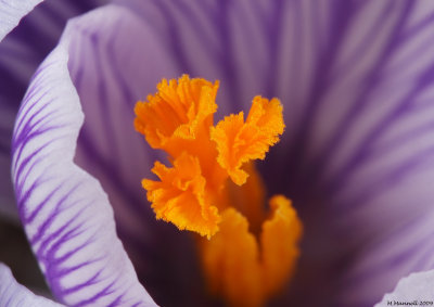 Crocus Coral