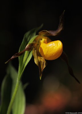 Yellow Lady's Slipper