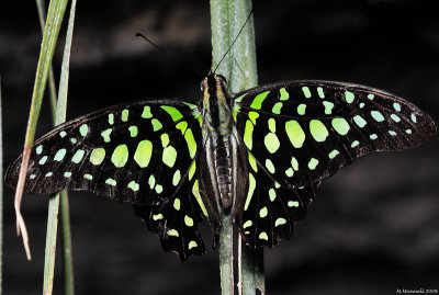 Lime Wing