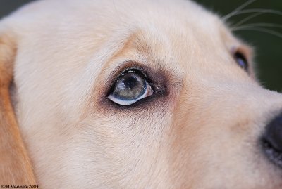 Puppy Eye