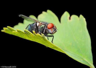 Insectoids
