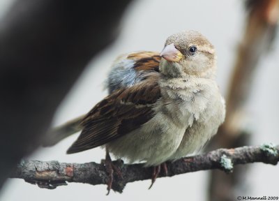 Peeping Sparrow