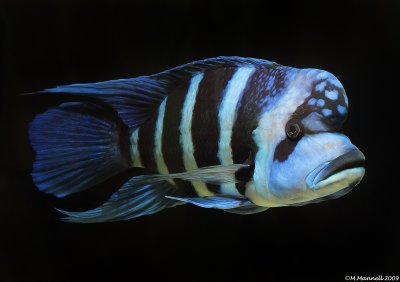 Cyphotilapia gibberosa Moba