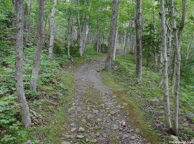 Trailintrees