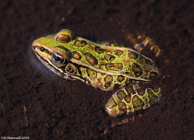 Water Frog Dirt