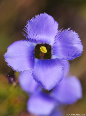 Soft Gentian