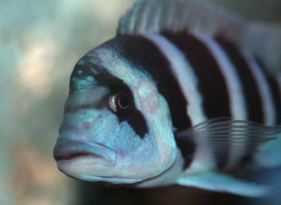 Moba Frontosa: The Rare and Beautiful African Cichlid