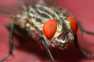Seeing Red