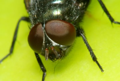 Flourescent Fly
