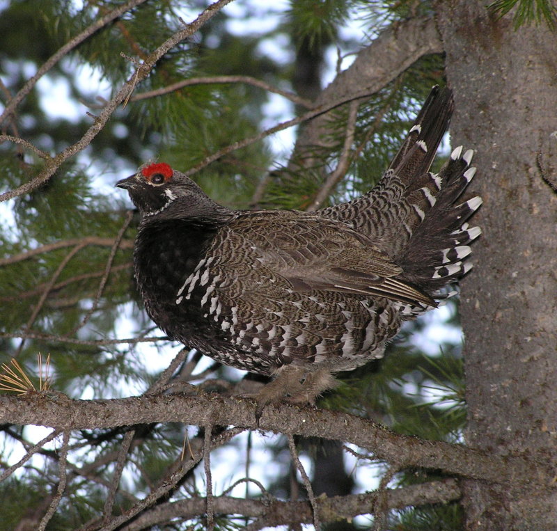 Spruce grouse 533.jpg