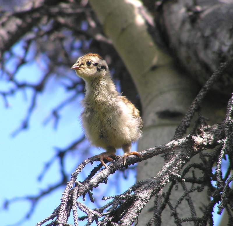 Taiga spruce grouse chick