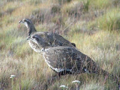 Sage grouse (pair)