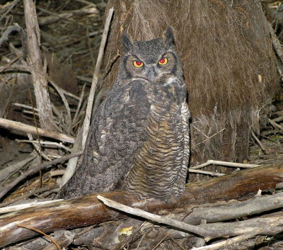Great Horned Owl