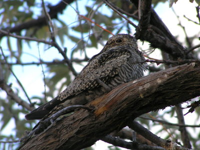 Common Nighthawk