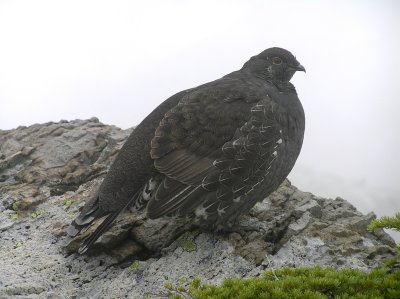 Sooty Grouse (male)