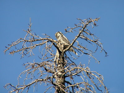 Northern Hawk Owl