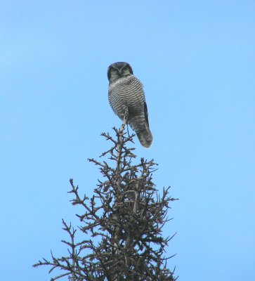 Northern Hawk Owl
