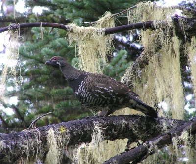 Spruce grouse (male)