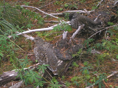 Spruce Grouse (Subadult pair)