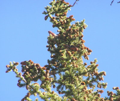 White winged crossbills (males)