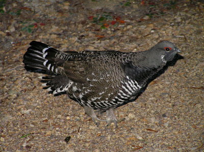 Spruce Grouse (Adult male)