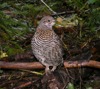 Spruce grouse (1st year hen)