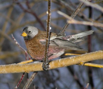 Coastal Gray crowned Rosy-finch (December)