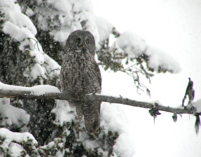 Great Gray Owl and falling snow