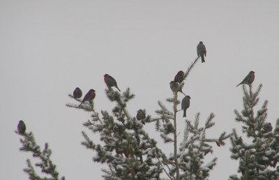 Pine Grosbeak flock