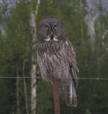Great Gray Owl