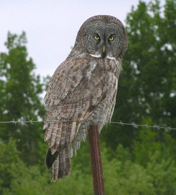 Great Gray Owl