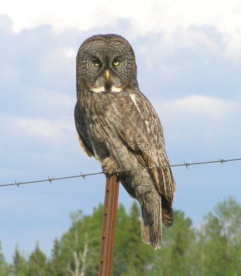 Great Gray Owl