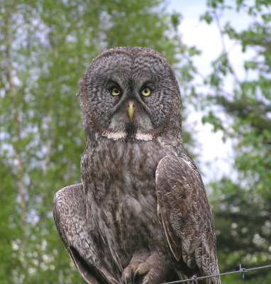 Great Gray Owl