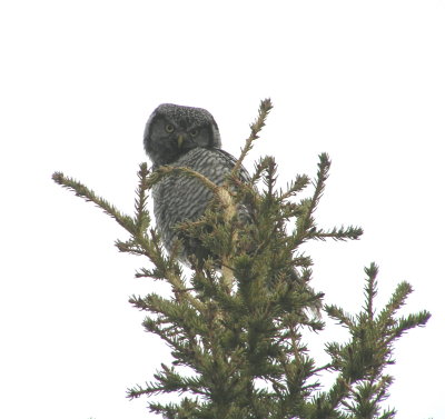 Northern Hawk Owl
