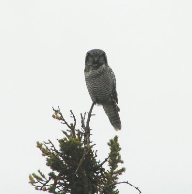 Northern Hawk Owl