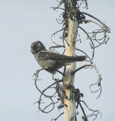 Northern Hawk Owl