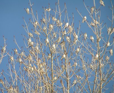 Snow bunting ornaments in tree