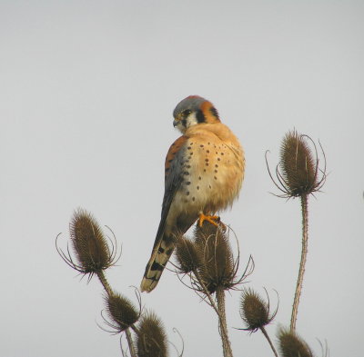 American Kestrel
