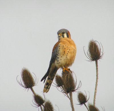 American Kestrel