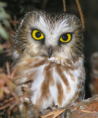 Northern SawWhet Owl