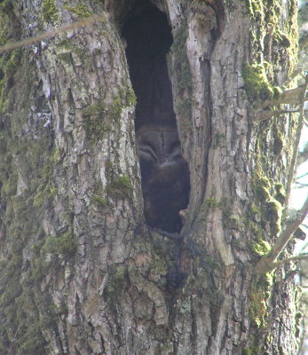 Barn Owl roosting in cavity