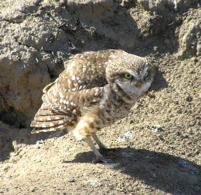 Burrowing owl