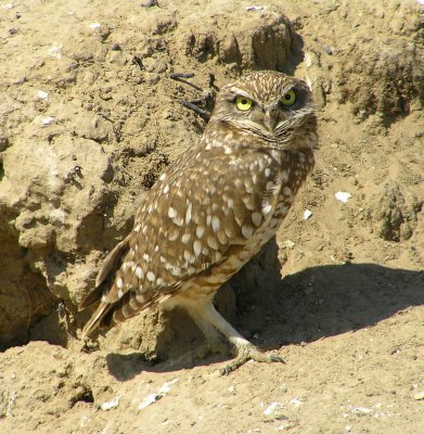 Burrowing Owl