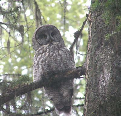 Great Gray Owl