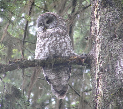 Great Gray Owl