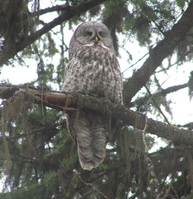 Great Gray Owl
