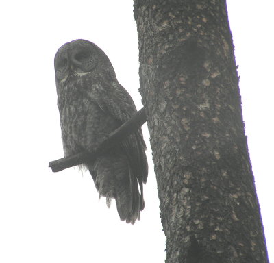 Great Gray Owl