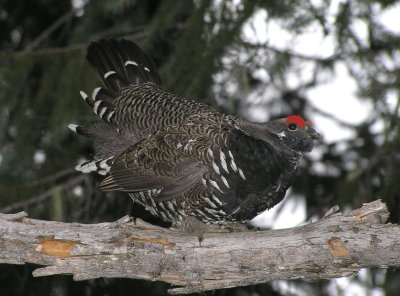 Spruce Grouse (male)